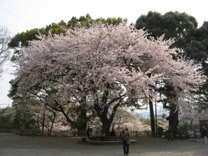 小田原城の桜