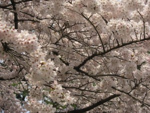 小田原城の桜