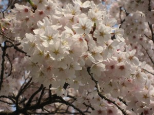 小田原城の桜