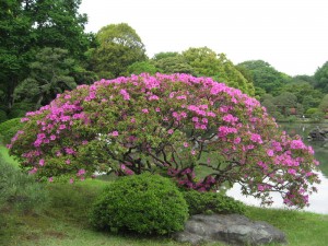 六義園の大紫 六義園の大紫